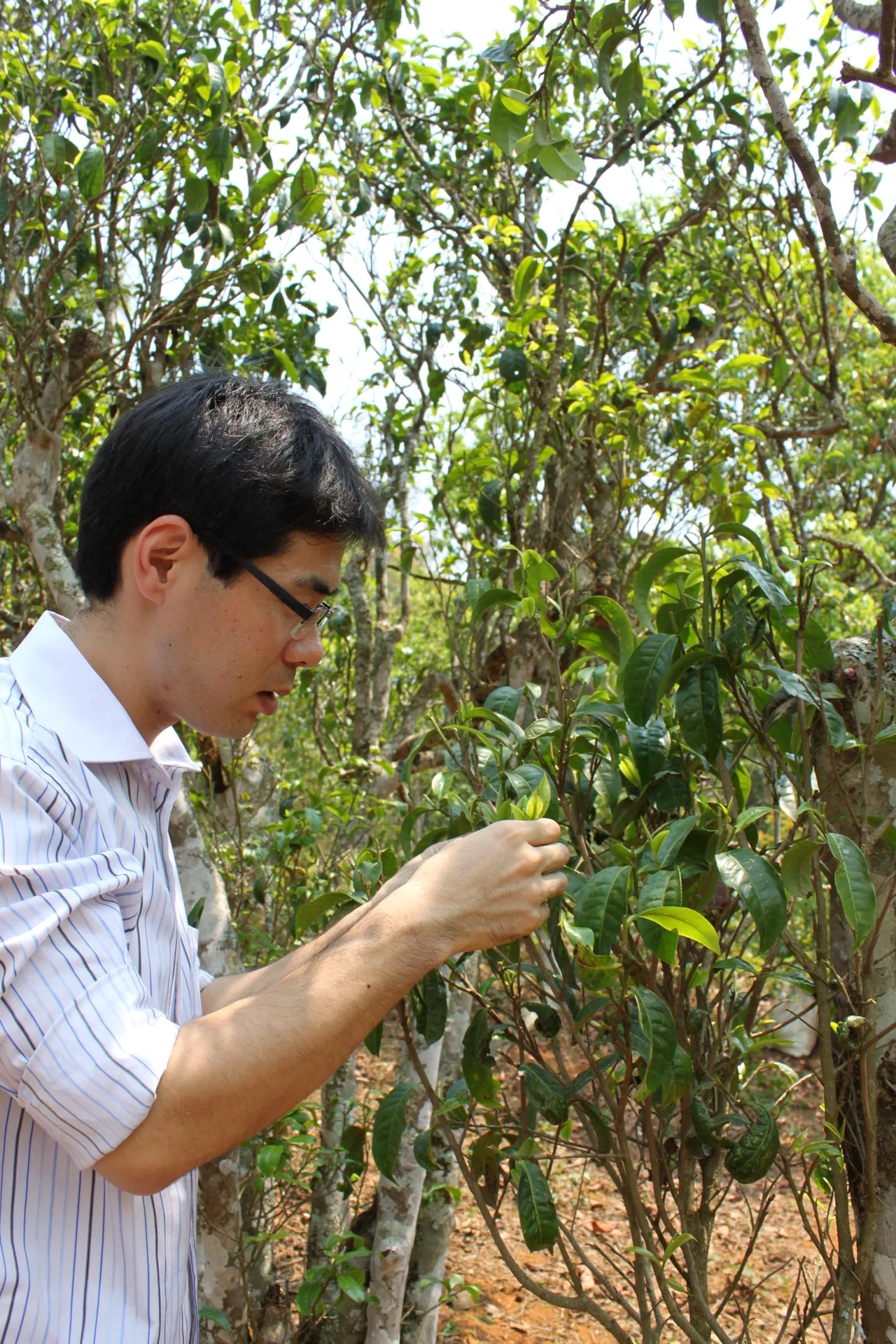中国茶の茶樹を近くで観察する大高勇気
