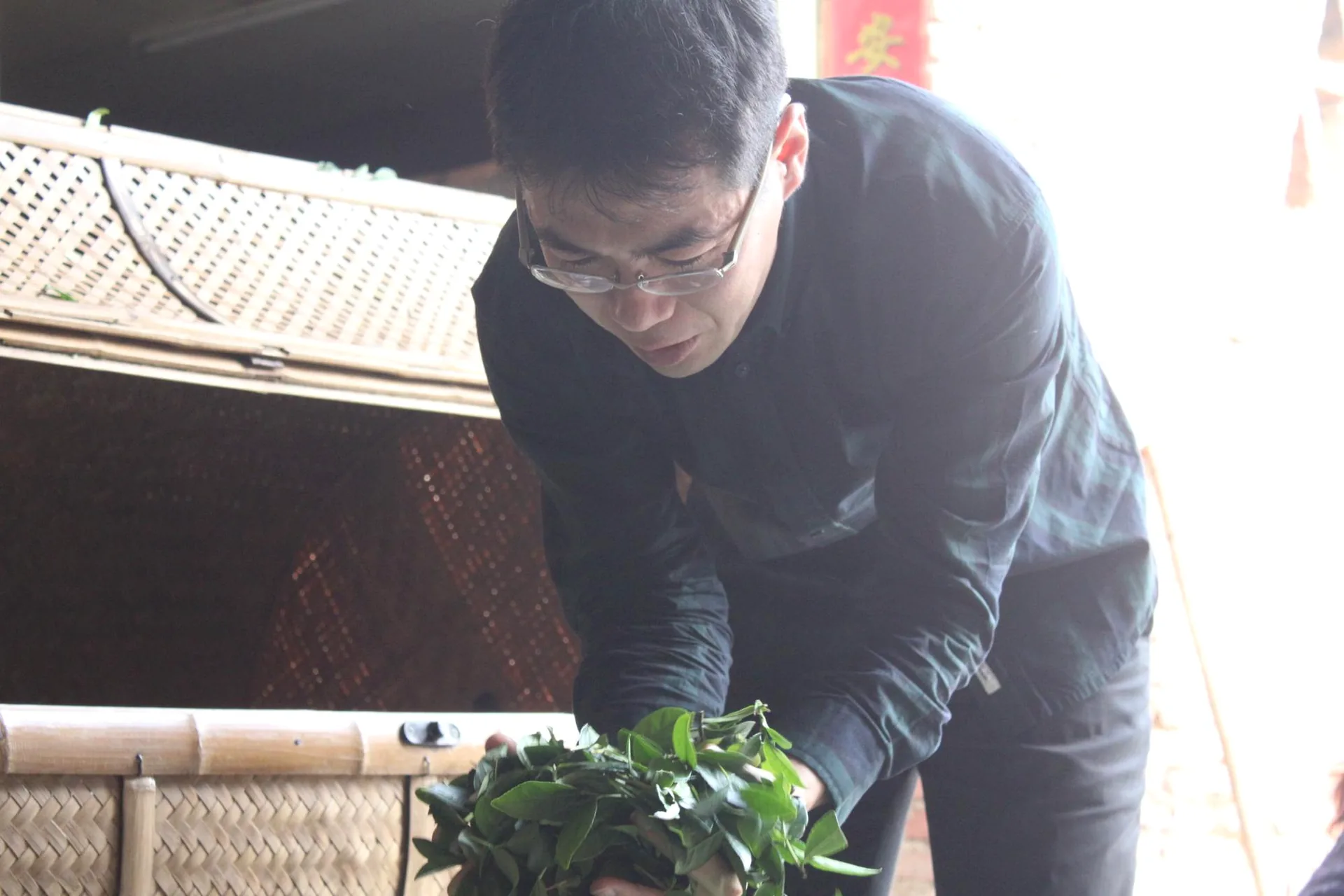 摘んだ茶葉の状態を手に取り品質を確かめる大高勇気
