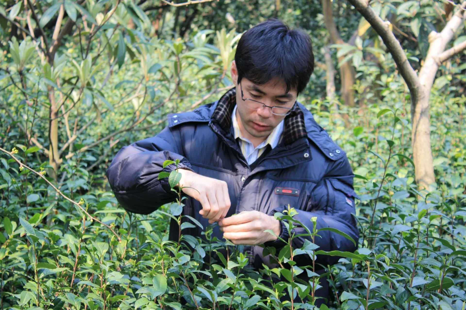 中国茶の茶畑で茶摘みを体験する大高勇気